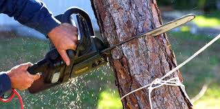 Tree and Shrub Care in South Highpoint, FL