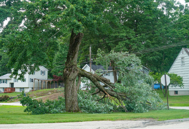 Reliable South Highpoint, FL Tree Care Services Solutions